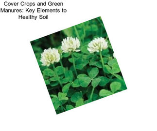 Cover Crops and Green Manures: Key Elements to Healthy Soil