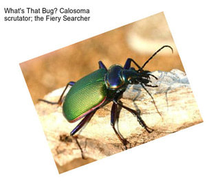 What\'s That Bug? Calosoma scrutator; the Fiery Searcher