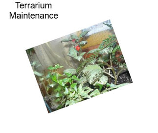 Terrarium Maintenance