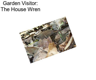 Garden Visitor: The House Wren