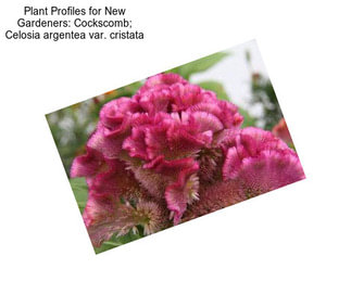 Plant Profiles for New Gardeners: Cockscomb; Celosia argentea var. cristata