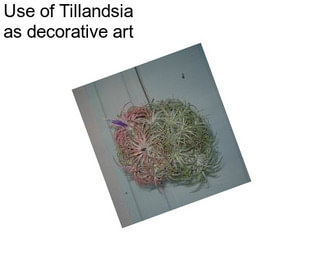 Use of Tillandsia as decorative art