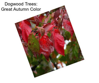 Dogwood Trees: Great Autumn Color