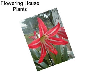 Flowering House Plants