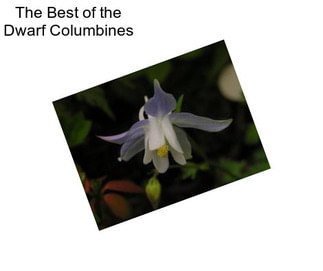 The Best of the Dwarf Columbines