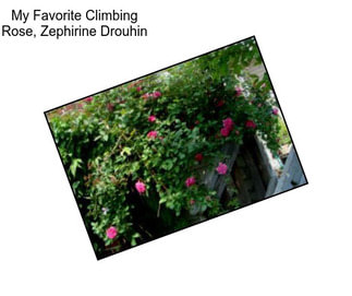 My Favorite Climbing Rose, \