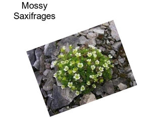 Mossy Saxifrages