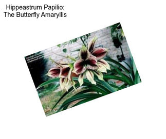 Hippeastrum Papilio: The Butterfly Amaryllis