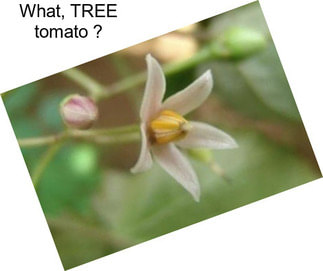 What, TREE tomato ?