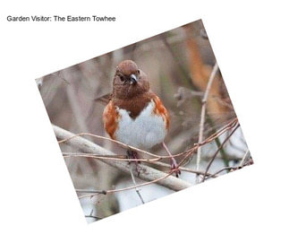 Garden Visitor: The Eastern Towhee