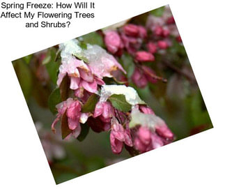 Spring Freeze: How Will It Affect My Flowering Trees and Shrubs?
