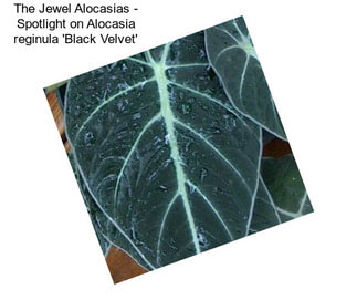 The Jewel Alocasias - Spotlight on Alocasia reginula \'Black Velvet\'