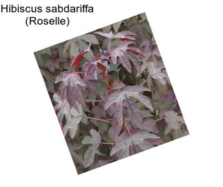 Hibiscus sabdariffa (Roselle)