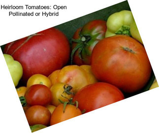 Heirloom Tomatoes: Open Pollinated or Hybrid