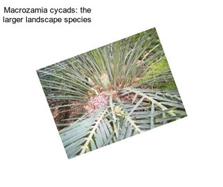 Macrozamia cycads: the larger landscape species