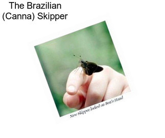 The Brazilian (Canna) Skipper