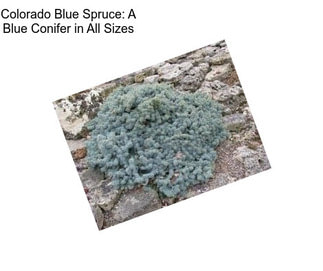 Colorado Blue Spruce: A Blue Conifer in All Sizes