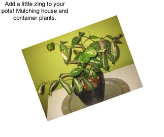 Add a little zing to your pots! Mulching house and container plants.