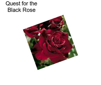 Quest for the Black Rose