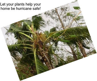 Let your plants help your home be hurricane safe!