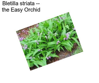 Bletilla striata -- the Easy Orchid