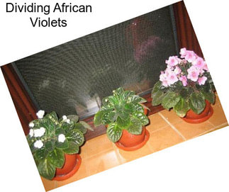 Dividing African Violets