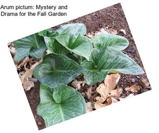 Arum pictum: Mystery and Drama for the Fall Garden