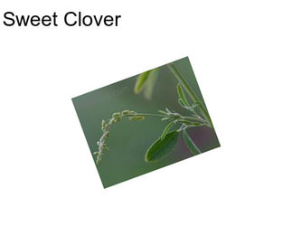 Sweet Clover