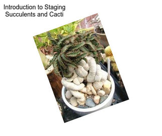 Introduction to Staging Succulents and Cacti