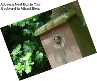 Adding a Nest Box in Your Backyard to Attract Birds