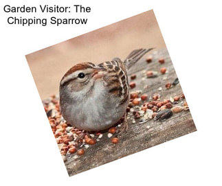 Garden Visitor: The Chipping Sparrow