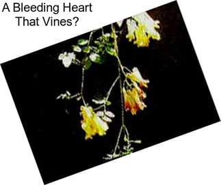 A Bleeding Heart That Vines?