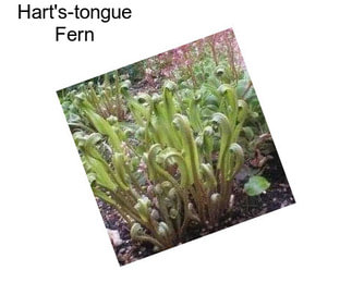 Hart\'s-tongue Fern