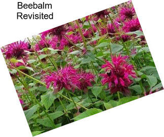 Beebalm Revisited