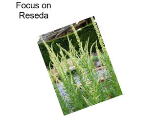 Focus on Reseda