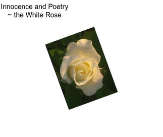 Innocence and Poetry ~ the White Rose