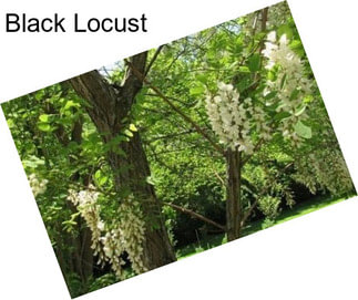 Black Locust