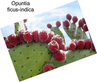 Opuntia ficus-indica