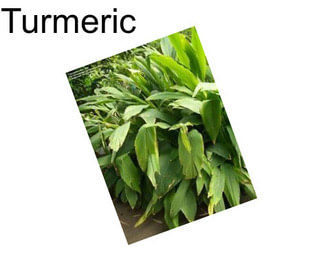 Turmeric