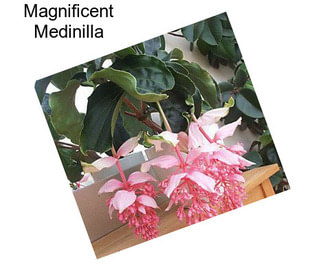 Magnificent Medinilla