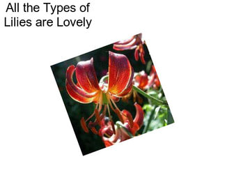 All the Types of Lilies are Lovely