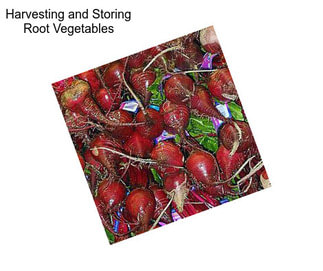 Harvesting and Storing Root Vegetables
