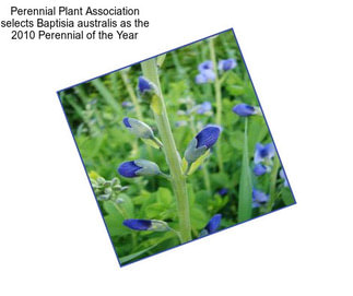 Perennial Plant Association selects Baptisia australis as the 2010 Perennial of the Year