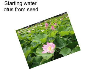 Starting water lotus from seed