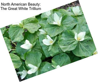 North American Beauty: The Great White Trillium