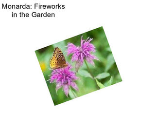 Monarda: Fireworks in the Garden