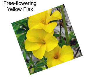 Free-flowering Yellow Flax