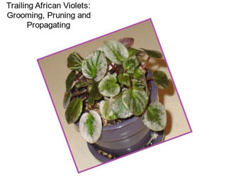 Trailing African Violets: Grooming, Pruning and Propagating