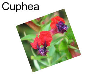 Cuphea