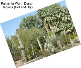 Palms for Warm Desert Regions (Hot and Dry)